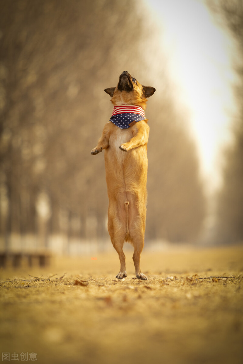 中华田园犬的优缺点及性格,中华田园犬幼犬有人歧视吗