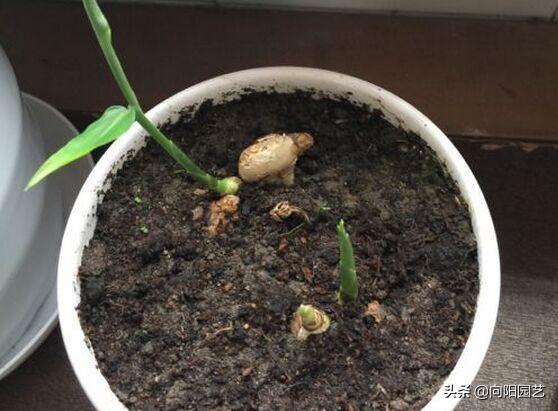 家里沙土种生姜如何施肥,露天菜园种生姜怎样遮阳