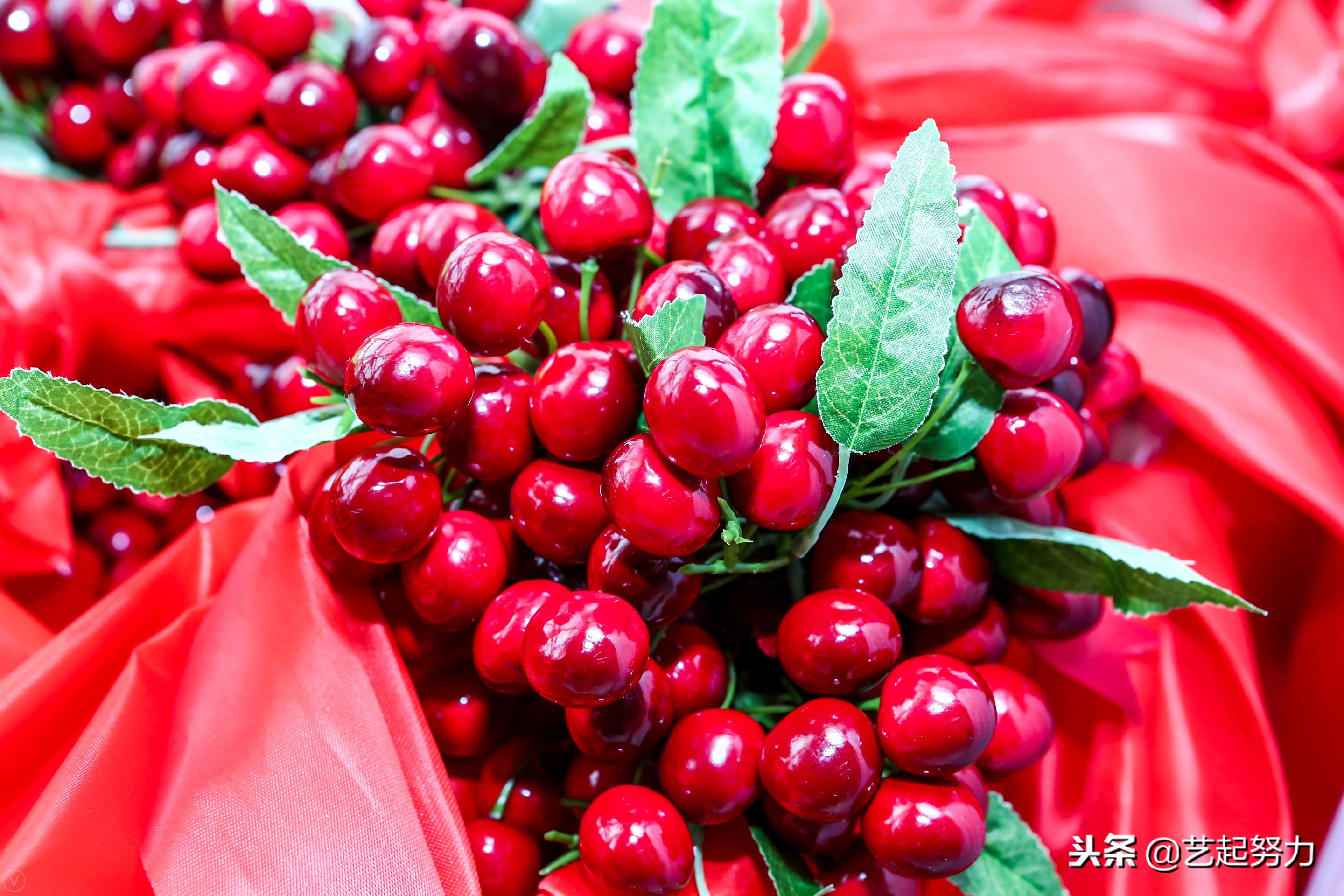 智利樱桃雷尼,智利樱桃和山东樱桃的优势