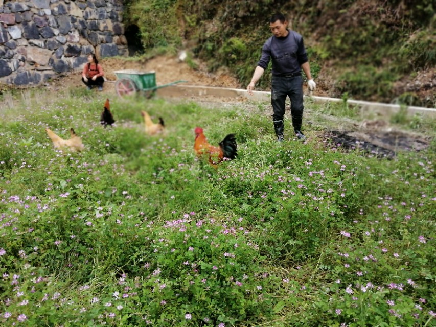 陌上花开,彩蝶翻飞,蜜蜂采蜜,这是一阙美丽的《蝶恋花》