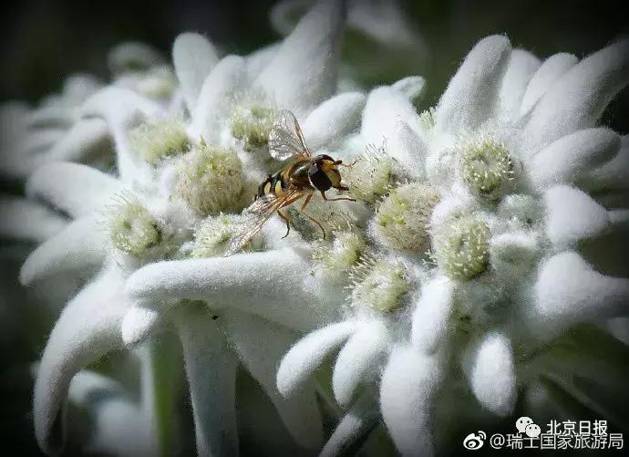 我们要评“国花”了！网友又吵翻了天！你pick哪种？