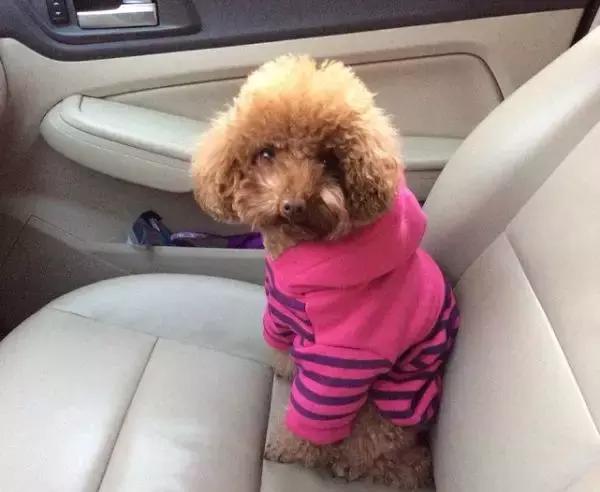 狗狗晕车吐了主人看到也吐了,狗狗晕车呕吐怎么办最有效方法