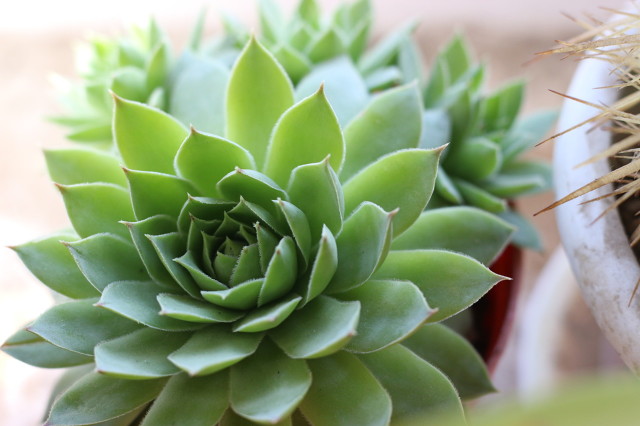 30种食物不能吃,不能给猫吃的五种零食