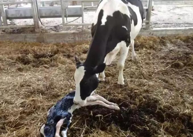 母牛没奶怎么下奶？母牛吃什么能下奶？学会了很有用