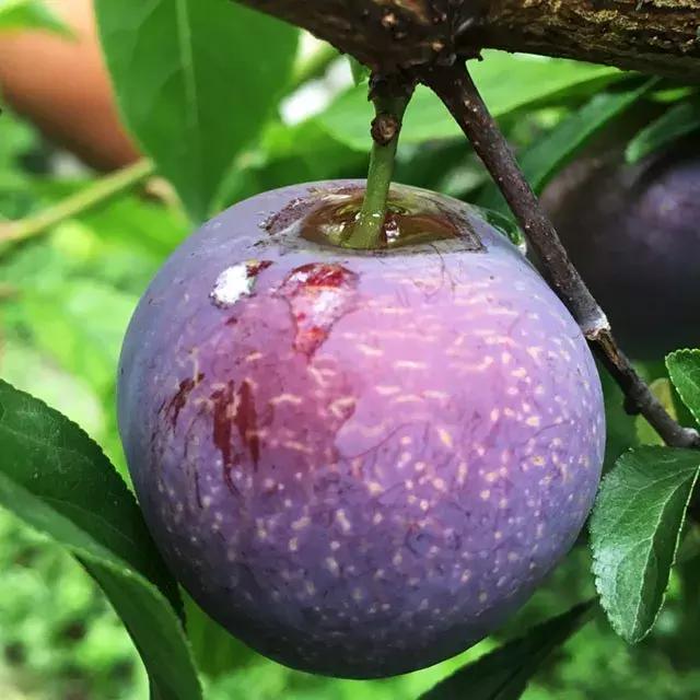 汶川最美紫宝石,汶川最美的紫宝石