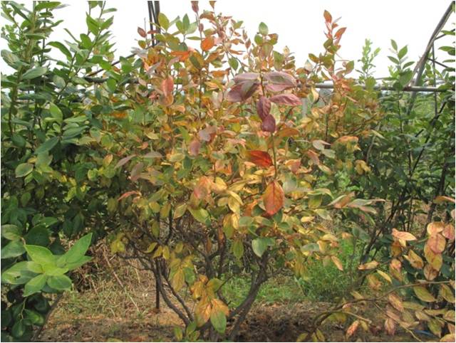 蓝莓园害虫的症状和防治,蓝莓地下害虫蛴螬防治