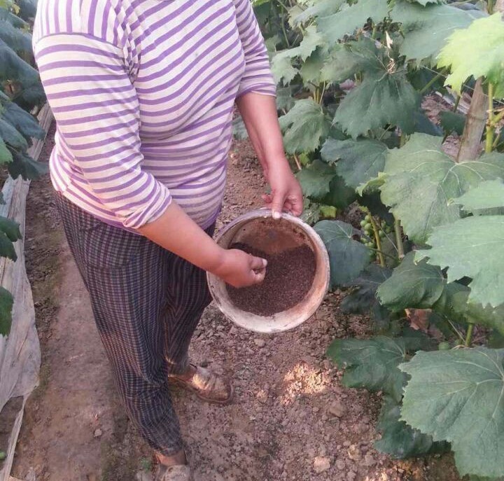 种植泥土太多小蜗牛怎么办,蔬菜地里的蜗牛怎样治