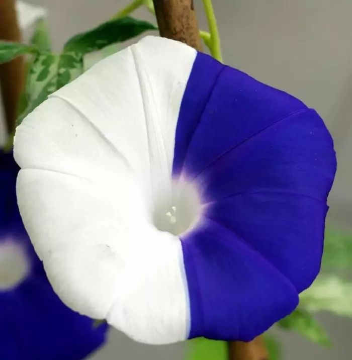 牵牛花到处都可以肆无忌惮的生长,不常见的品种,美出天际!