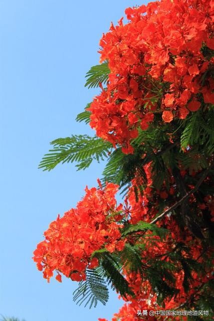 网友如何评价深圳这座城市,怎么夸赞深圳这个城市很美丽