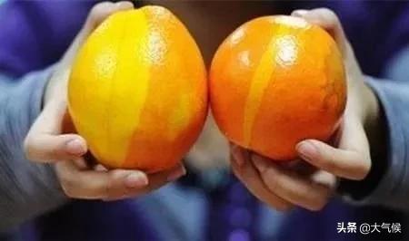 濂夎妭鑴愭鐪熷亣閴村埆,璧ｅ崡鑴愭濡備綍杈ㄥ埆鐪熷亣