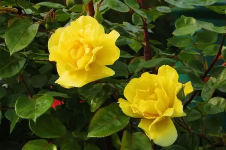 黄玫瑰的花语是什么后续,黄玫瑰的花语代表什么意思啊