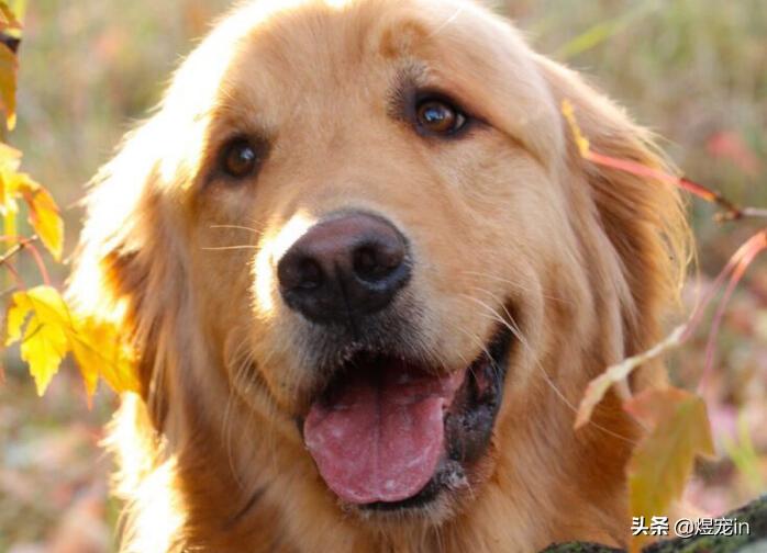 赛级双血统金毛成年一般多重,金毛狗狗能长多大