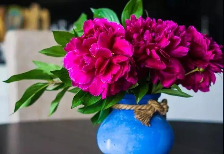 在大连去旅顺华酝牡丹园坐什么车,大连旅顺华酝牡丹园几月份适合去