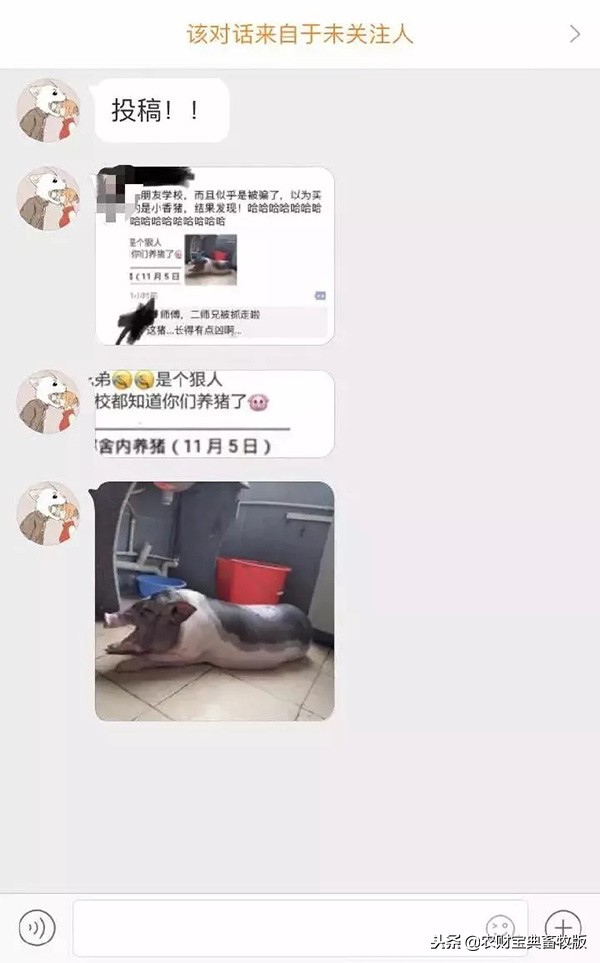 大学宿舍养猪,大学生宿舍养猪事件