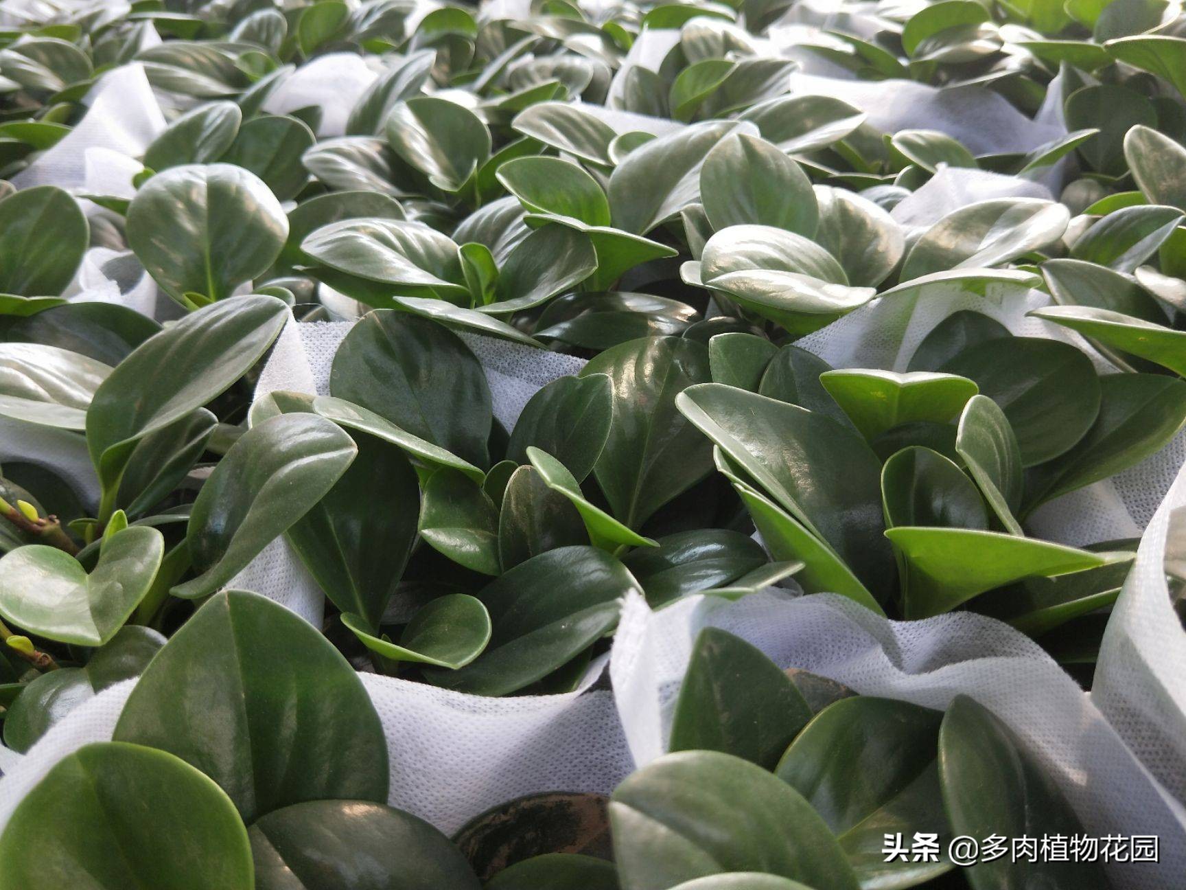 碧玉兰的叶子怎么养,碧玉为什么叫电脑宝贝