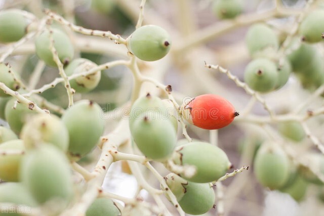 槟榔有多大的危害,槟榔的危害到底有多可怕