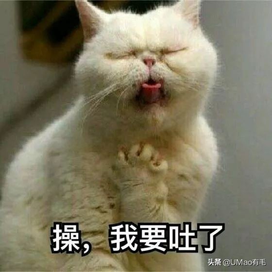 养猫这么多年你怎么连碗都摆不对 (养猫省钱妙招猫碗)