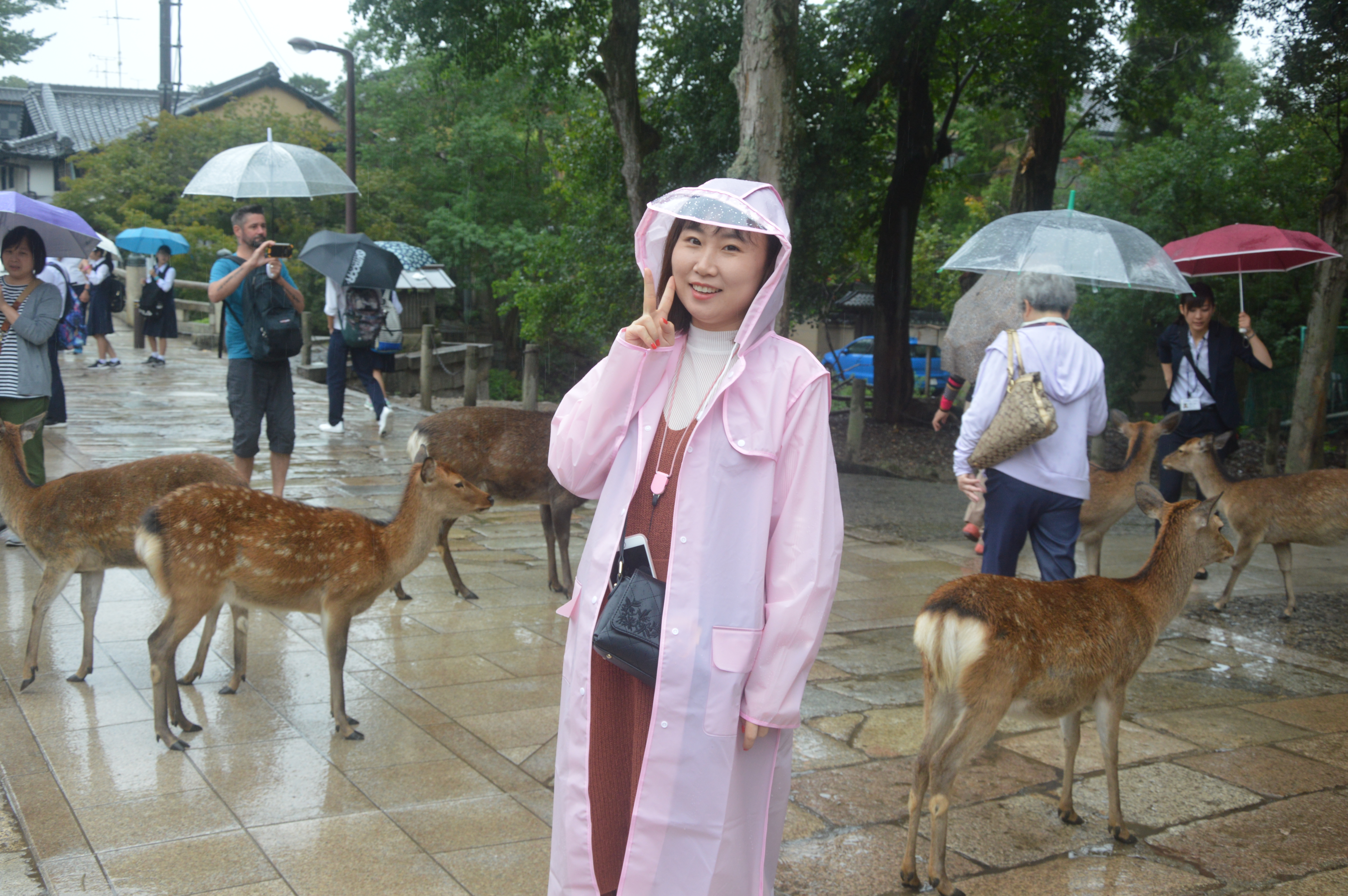 日本本州七日游,日本本州游记