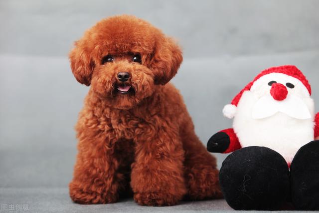 如何看贵宾犬是不是纯种,怎么看是不是纯种贵宾犬