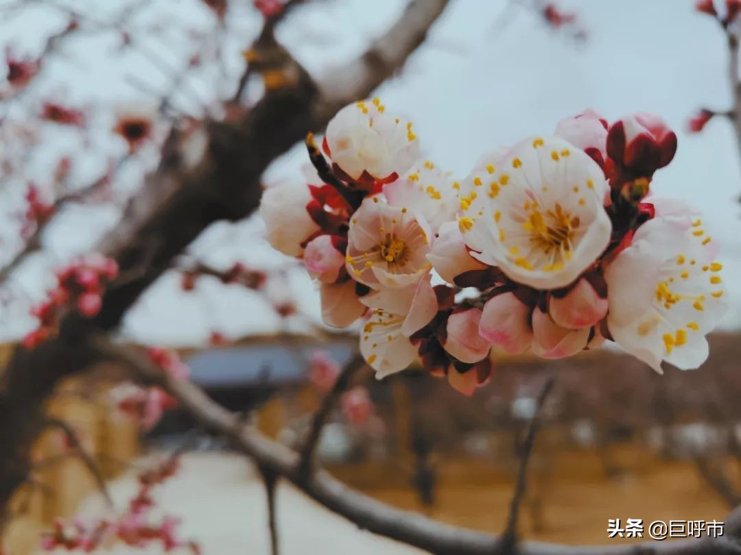 古人赞叹的美景,呼和浩特古代风景