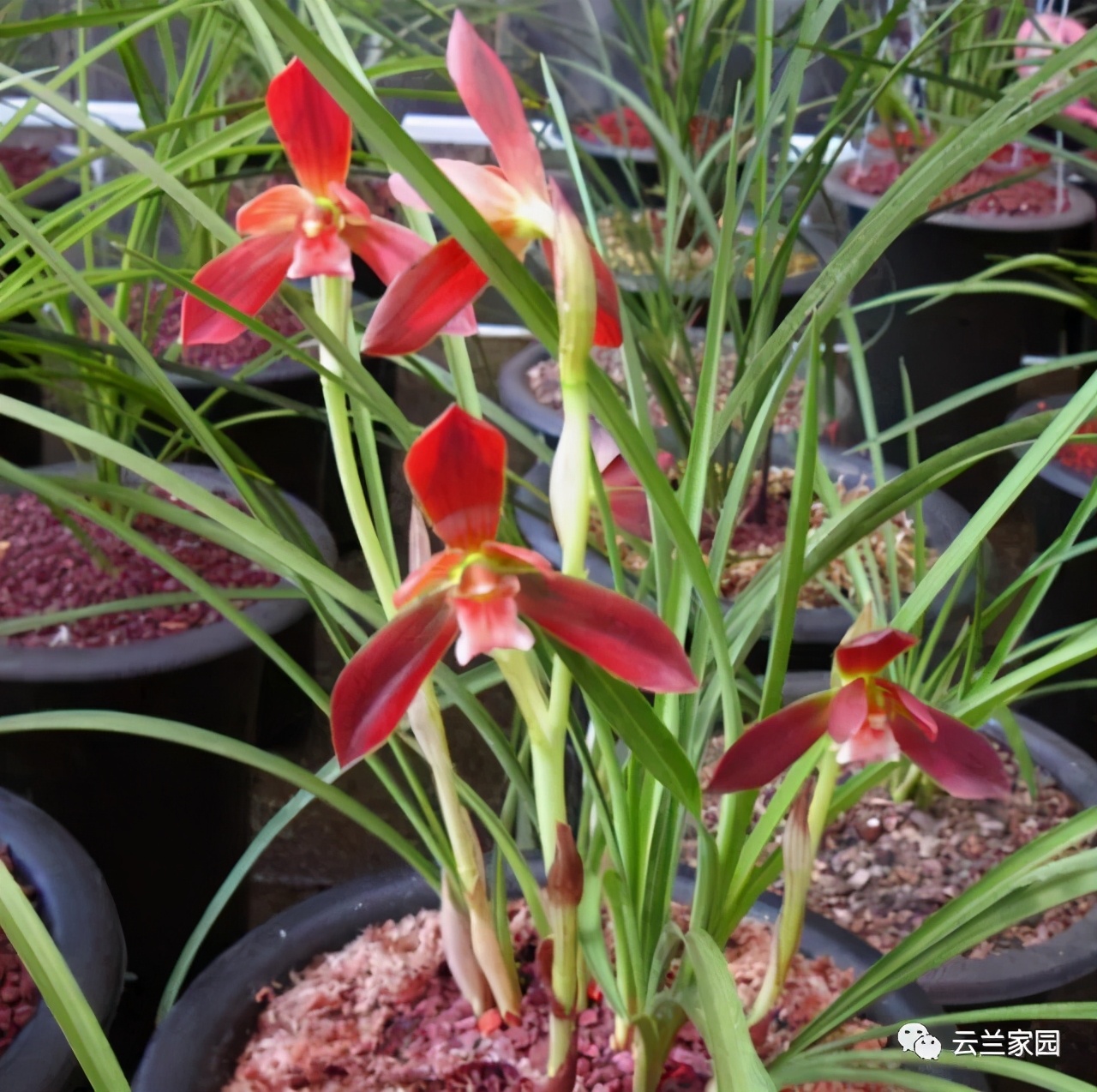 这5款红色的多肉好看好养到爆,五种最香的兰花品种