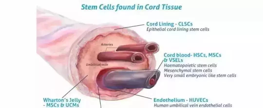 景甜倪妮同台2019年,倪妮景甜最新消息