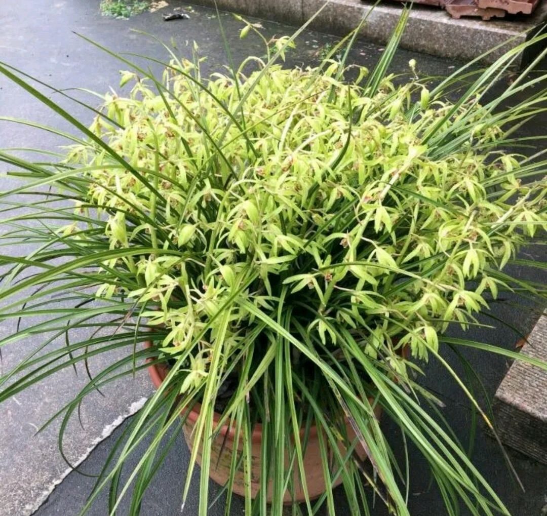 刚买回来的兰花有枯叶怎么处理,丢弃的兰花如何养护恢复生长