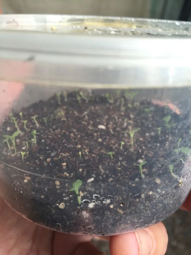 除了扦插和繁殖繁殖，用种子繁殖多肉靠谱吗？来看看是否适合你