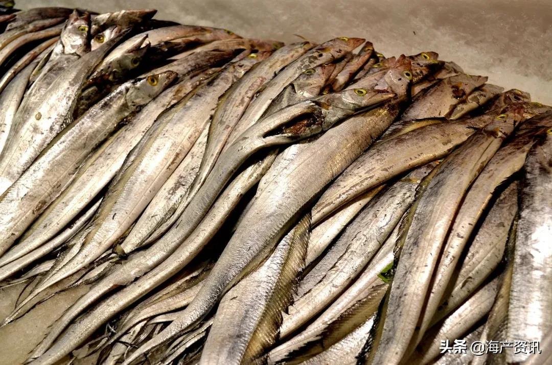 明明是纯天然的深海贵族，为什么却成了中国最平民的海鲜？
