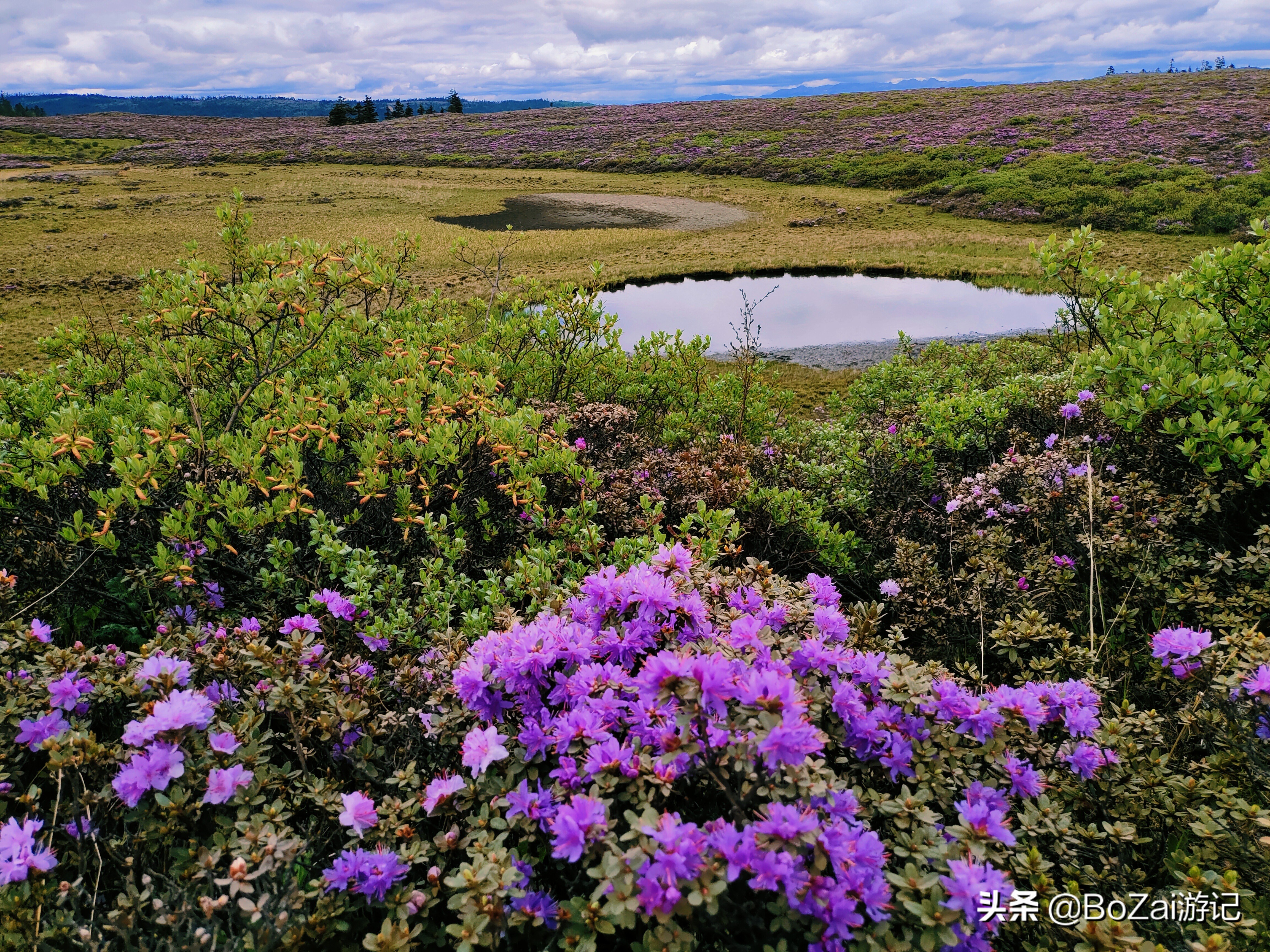 云南迪庆有哪些旅游景点,迪庆最值得去的景点有哪些地方