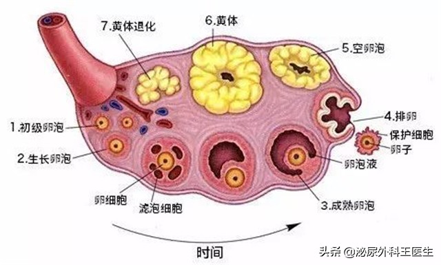 没遇上卵子的精子，最终会去哪里？