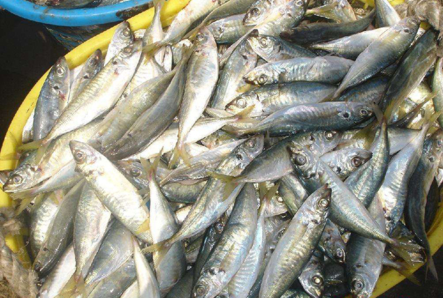 市场上有没有纯野生的鱼,纯野生便宜的鱼有哪些种类