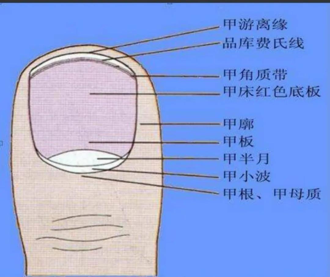 专家教你正确剪指甲的方式,正常指甲怎么修剪为健康