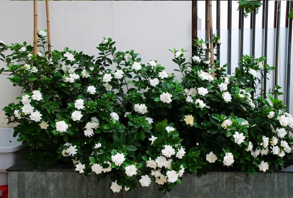 如何才能把栀子花养好,如何才可以把栀子花养好