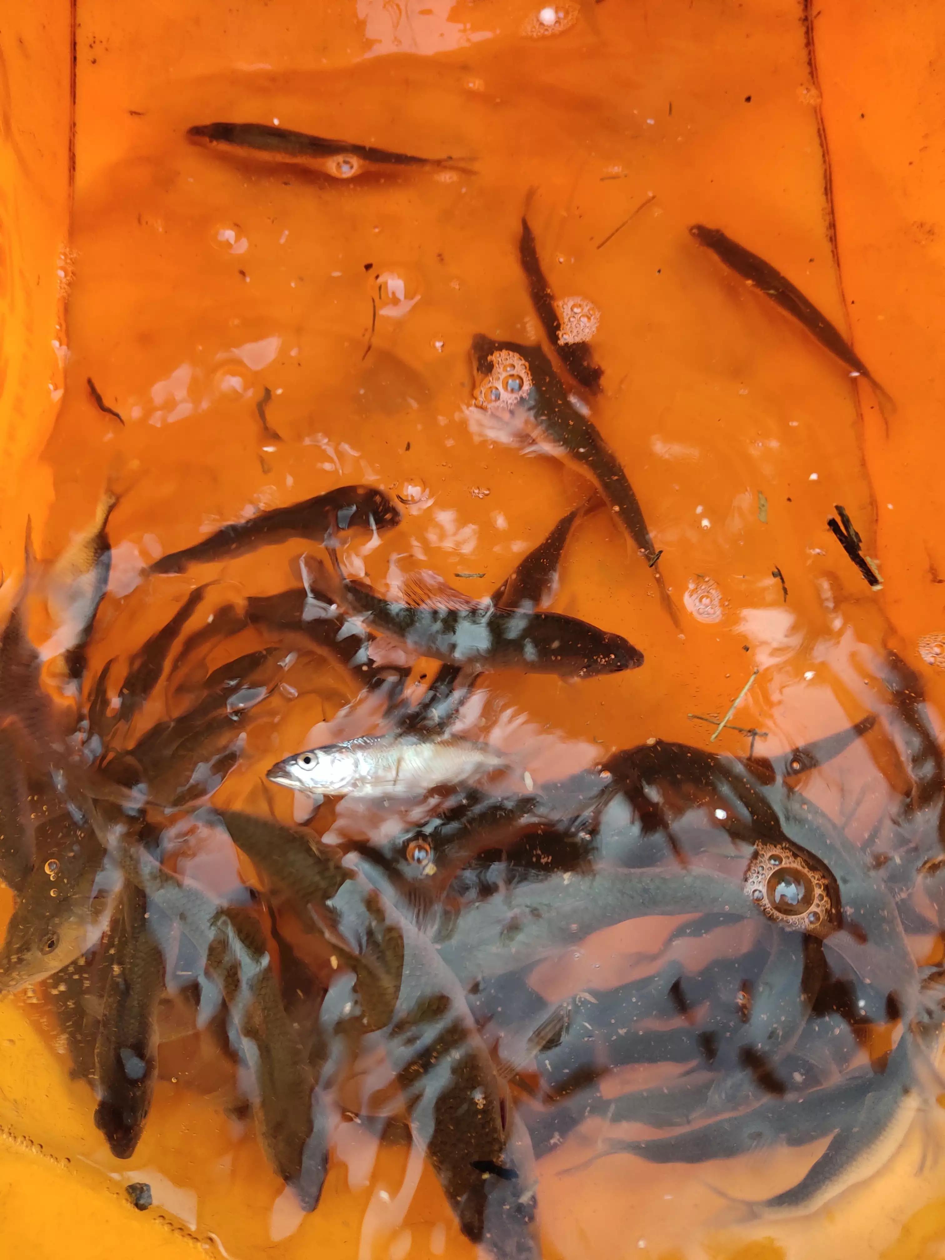 宁波镇海钓鱼野钓最新地点,宁波九龙湖水库钓鱼攻略