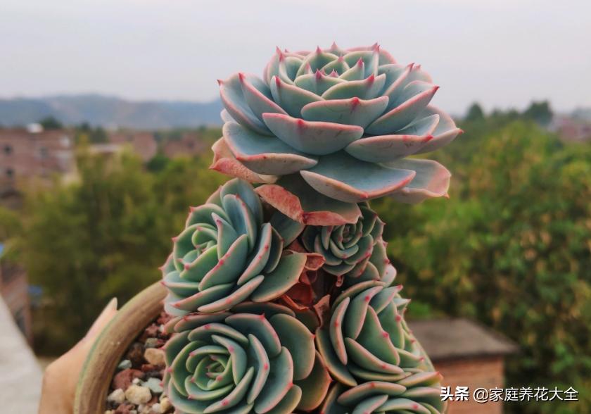 多肉根烂了，原因有3点，简单一解决，多肉好漂亮