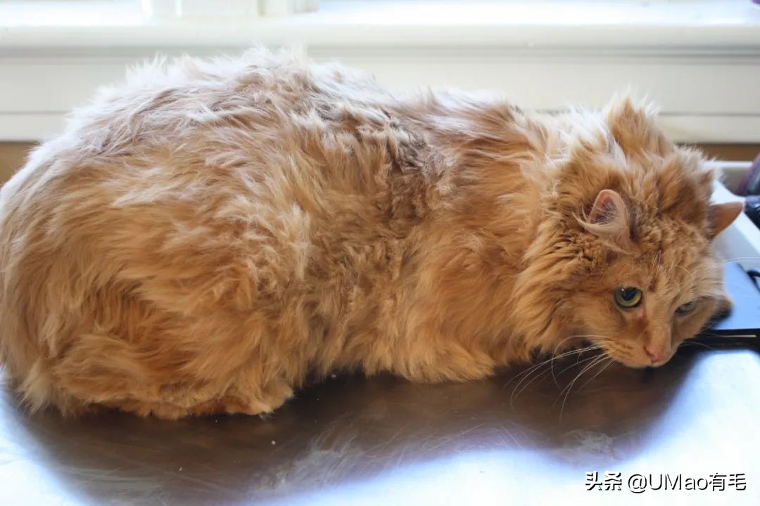 猫咪特别小如何分辨它是不是矮脚,什么小猫咪又乖又掉毛少