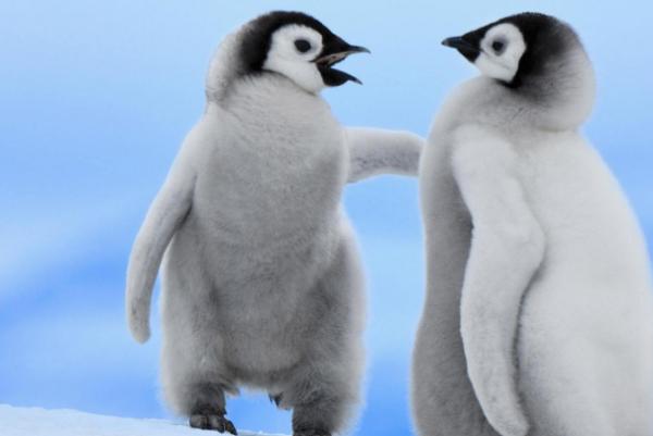 奇特现象：150万只企鹅离开南极，不远万里，就是为了在非洲生活