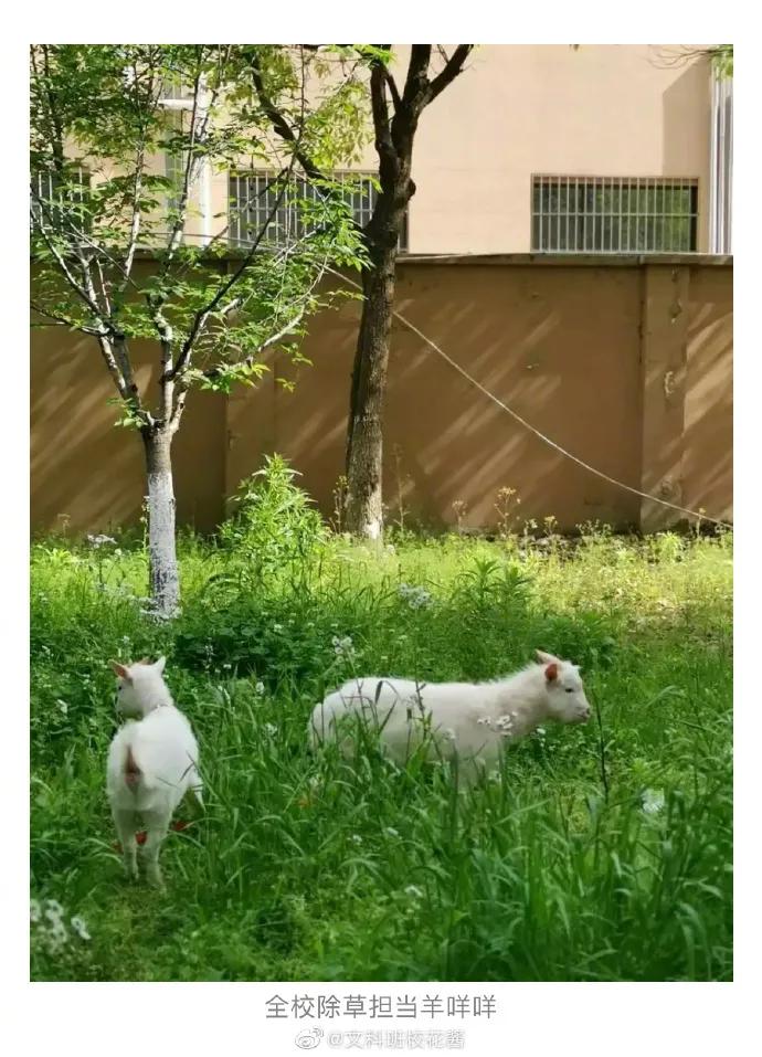 瀛︽牎涓轰簡鐪侀挶闄よ崏,瀛︽牎涓轰簡闄よ崏涓嶈姳閽卞吇浜嗕袱鍙緤