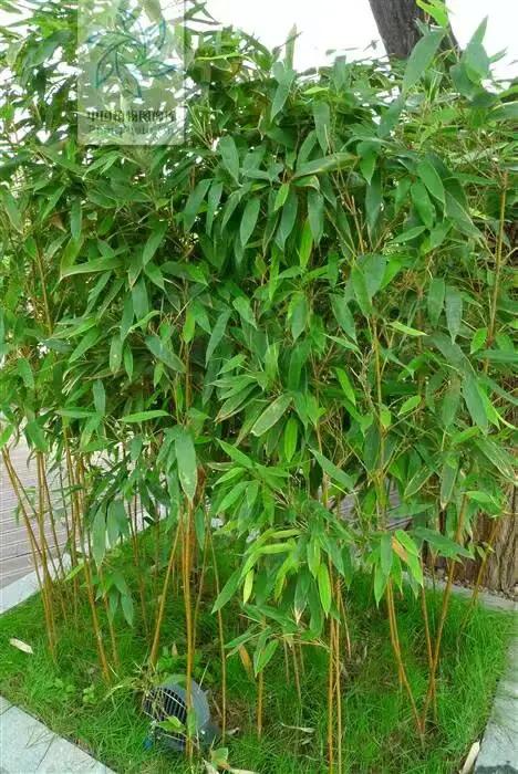 竹子开花，百年难遇的奇闻怪事，生命的最后绽放