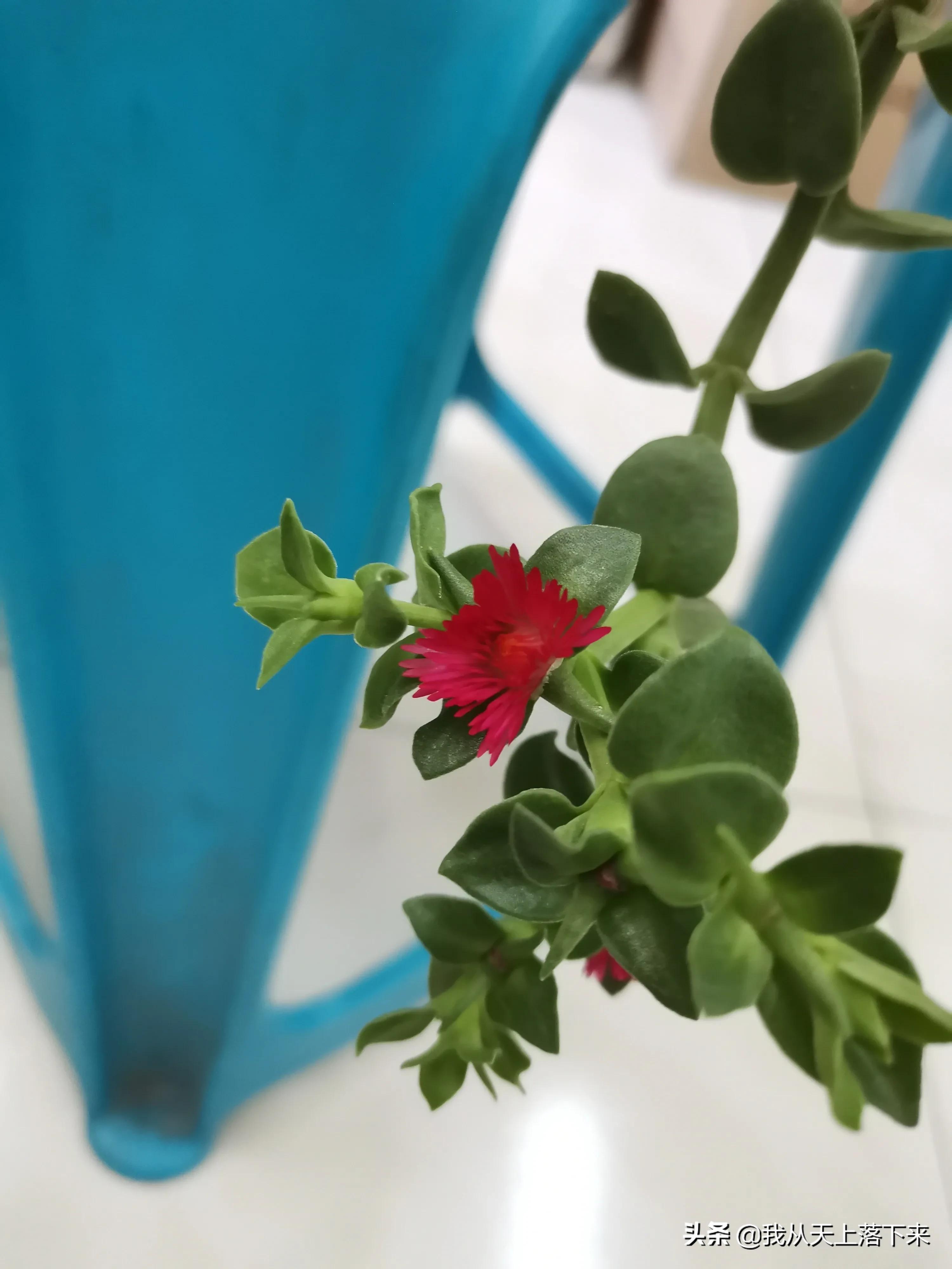 100张花朵美图,100张花图片大全