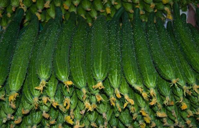 为什么有些黄瓜会发苦,为什么黄瓜有怪味