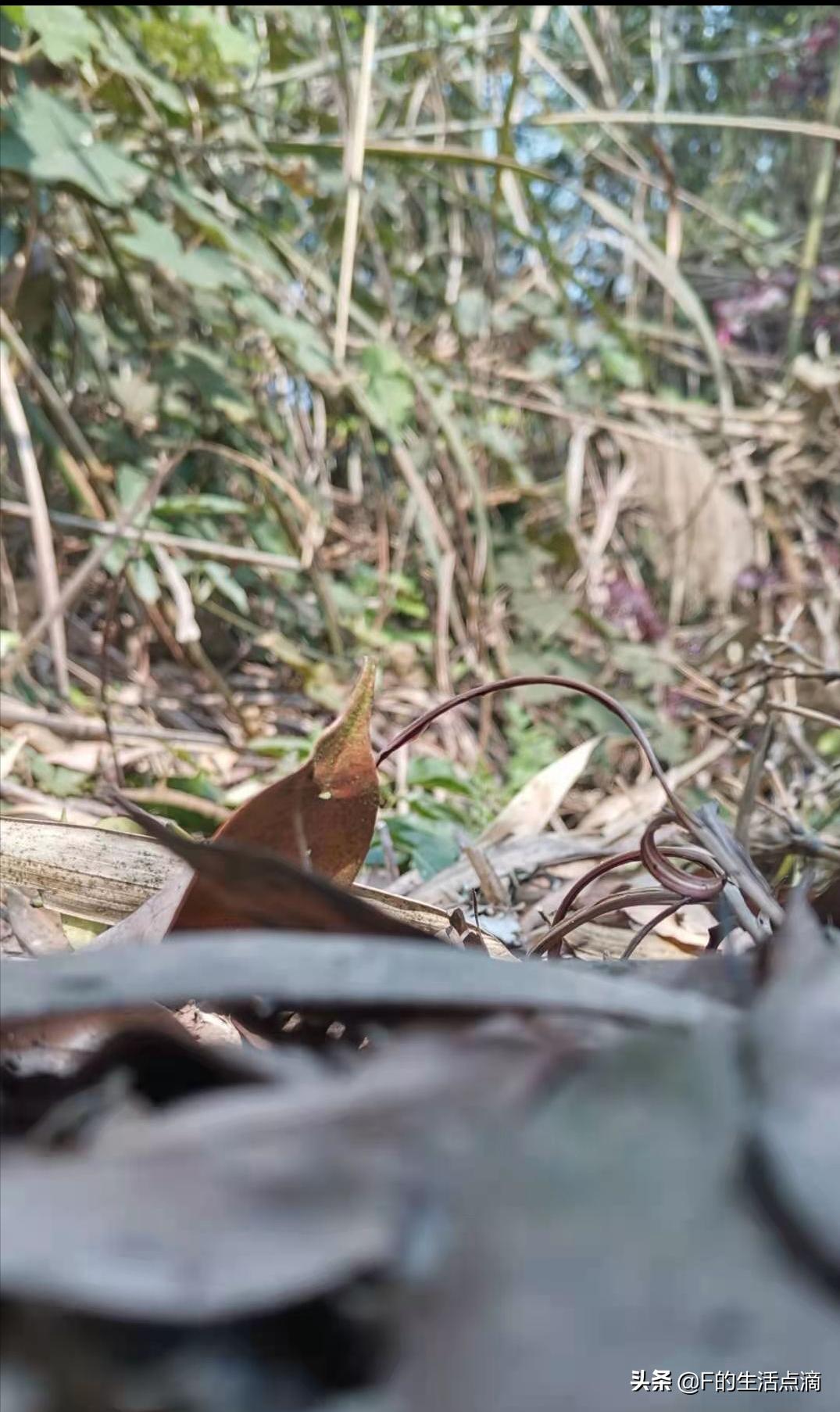 四川泸州是个什么样的地方,四川泸州环境最好的县城