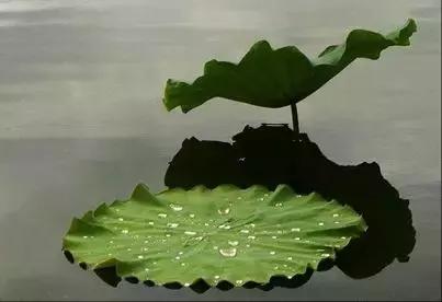 除了荷叶还有什么减肥比较好,荷叶的功效与作用是减肥还是祛湿