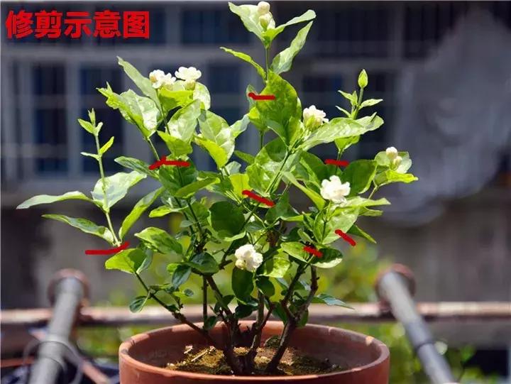 这10种花不怕晒,这3种花不能懒着养