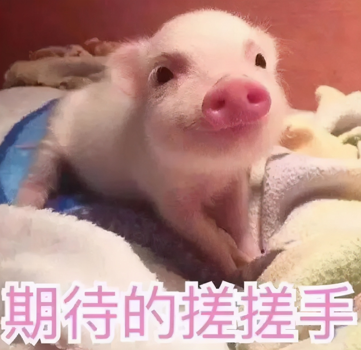 你永远舔不到自己的肘关节？15个没用又有趣的冷知识