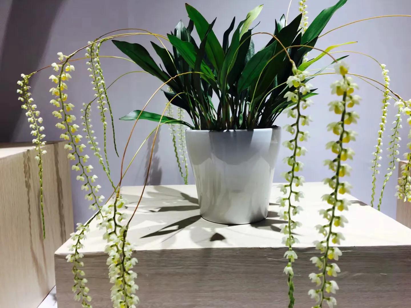 兰花最美的季节是冬季,北方冬季赏兰花