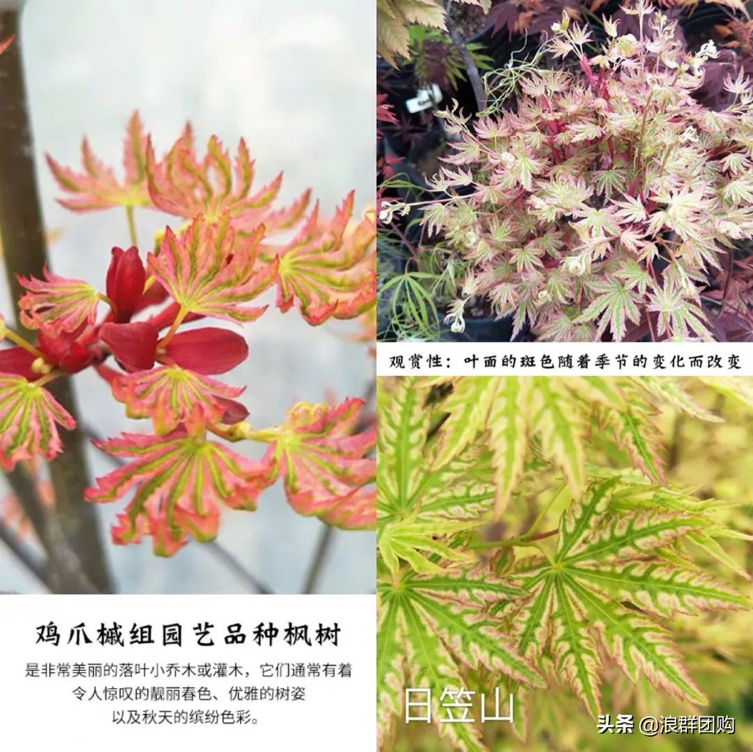中式庭院藤类植物,枫树和紫藤