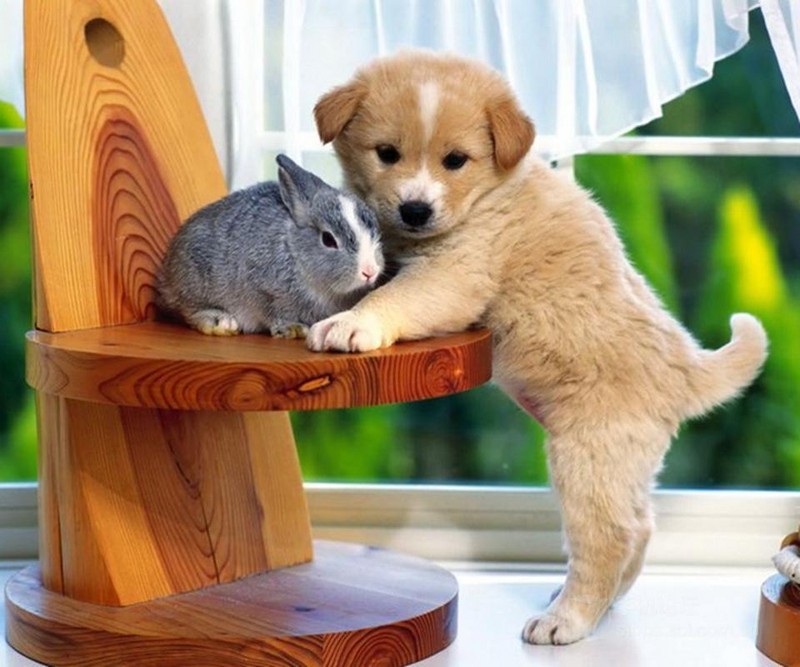 如何提高狗狗的免疫力？请记住这几个常见的办法