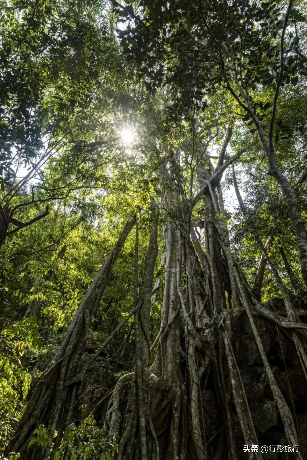 云南西双版纳地方介绍,云南西双版纳旅游简介